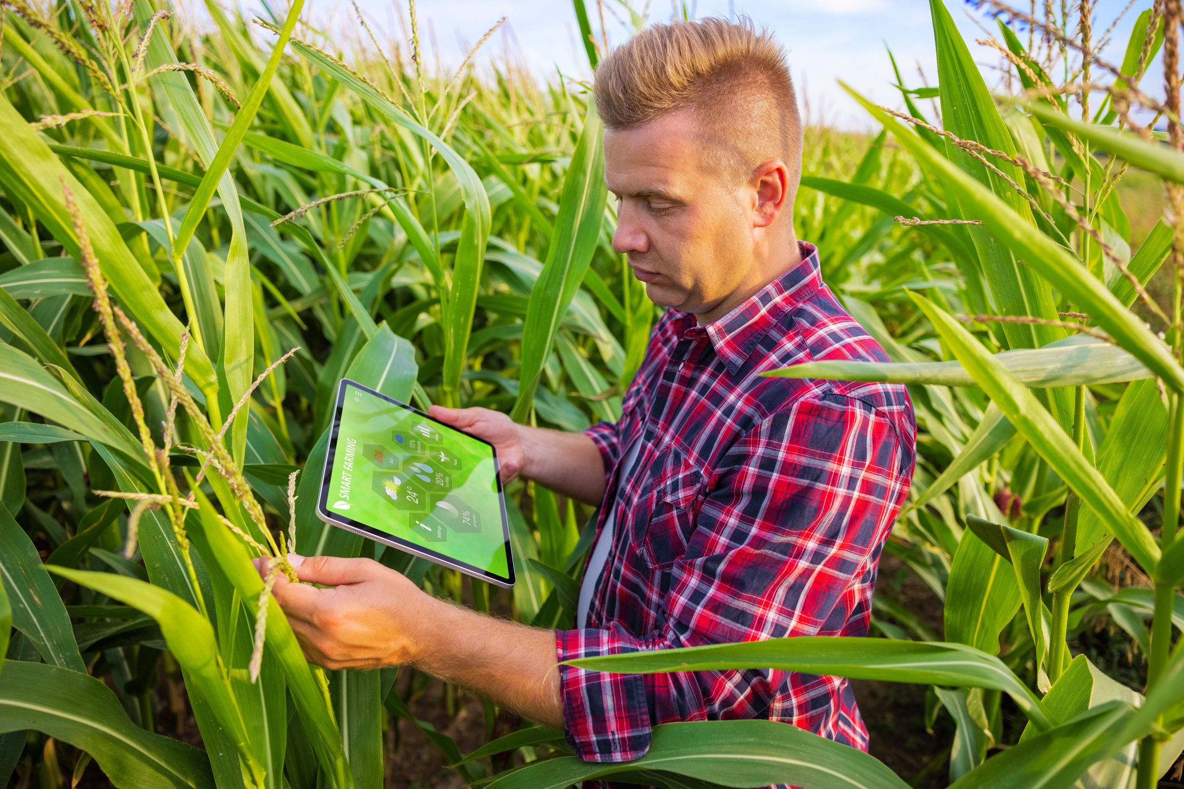 Farmer in Corn Field Using Tablet Computer for Smart Farming